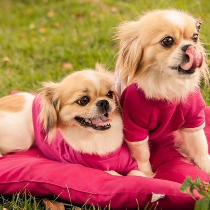 Social Pets 