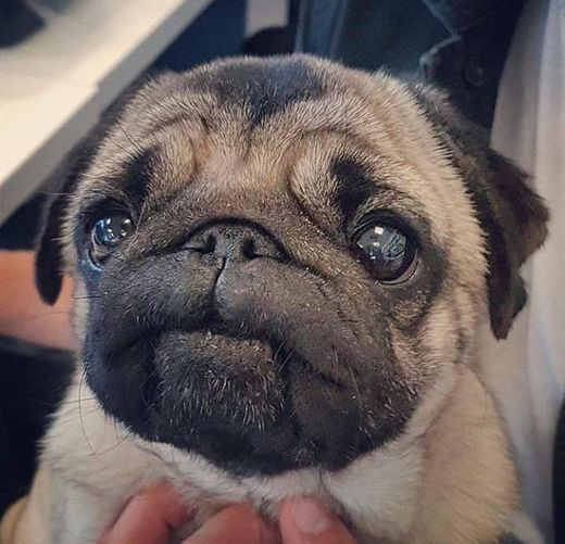 Pug♥️