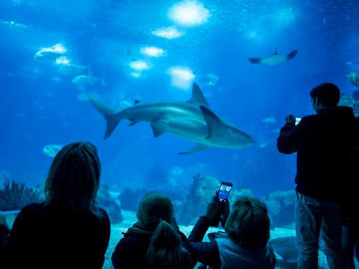 Oceanário de Lisboa