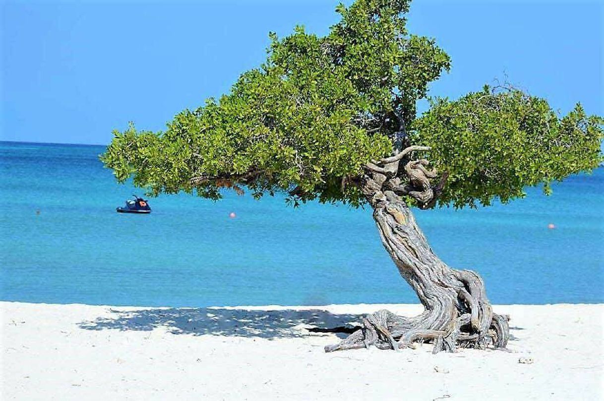 Social Aruba