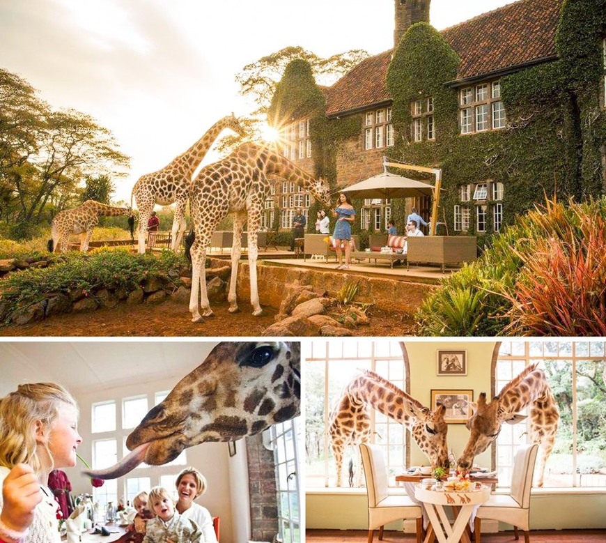 Lugar Giraffe Manor