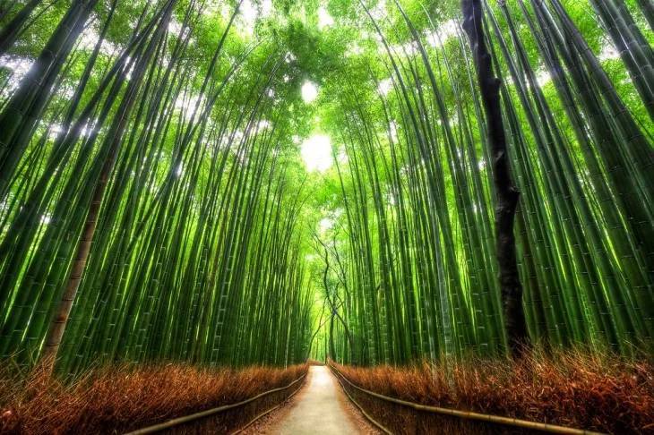 Lugar Bamboo Forest