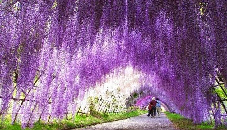 Lugar wisteria