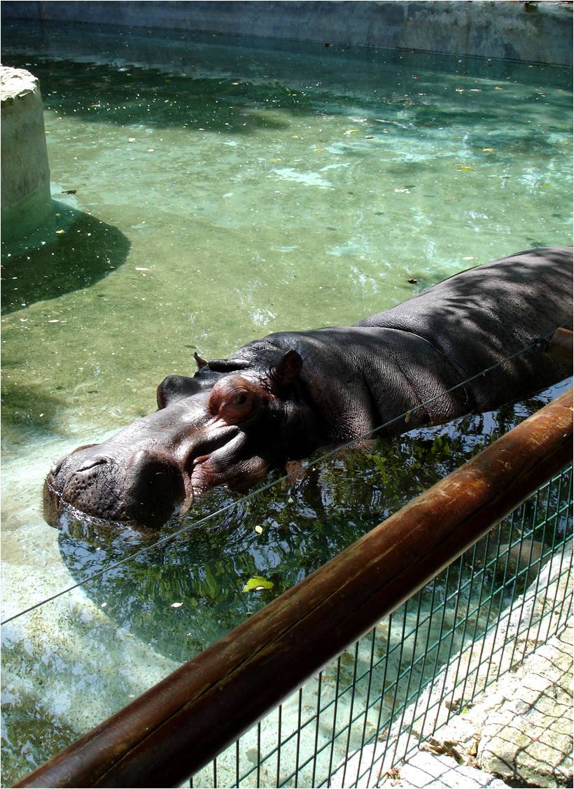 Lugar Zoo da Maia