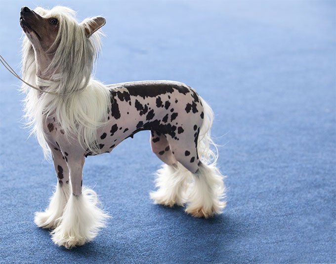 Moda Chinese Crested Dog Breed Information, Pictures, Characteristics ...