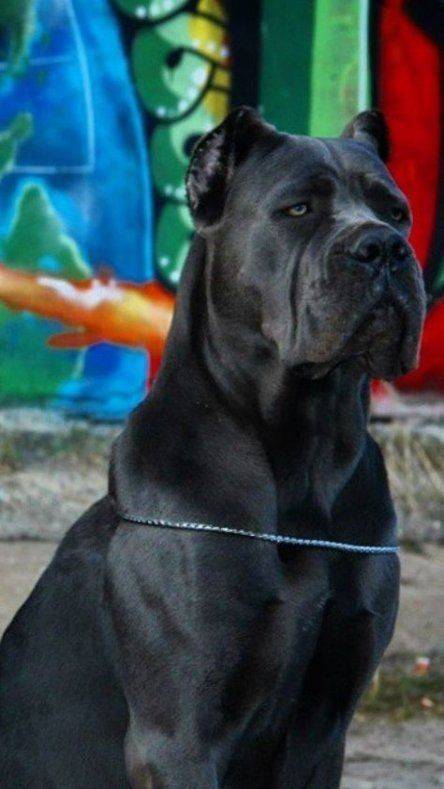 Moda Cane corso