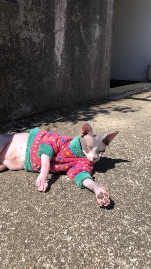 Fashion sphynx