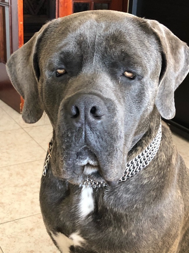 Moda Cane Corso Italiano