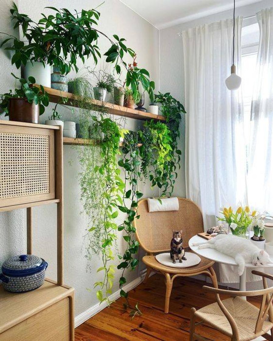 Fashion Decoração com plantas