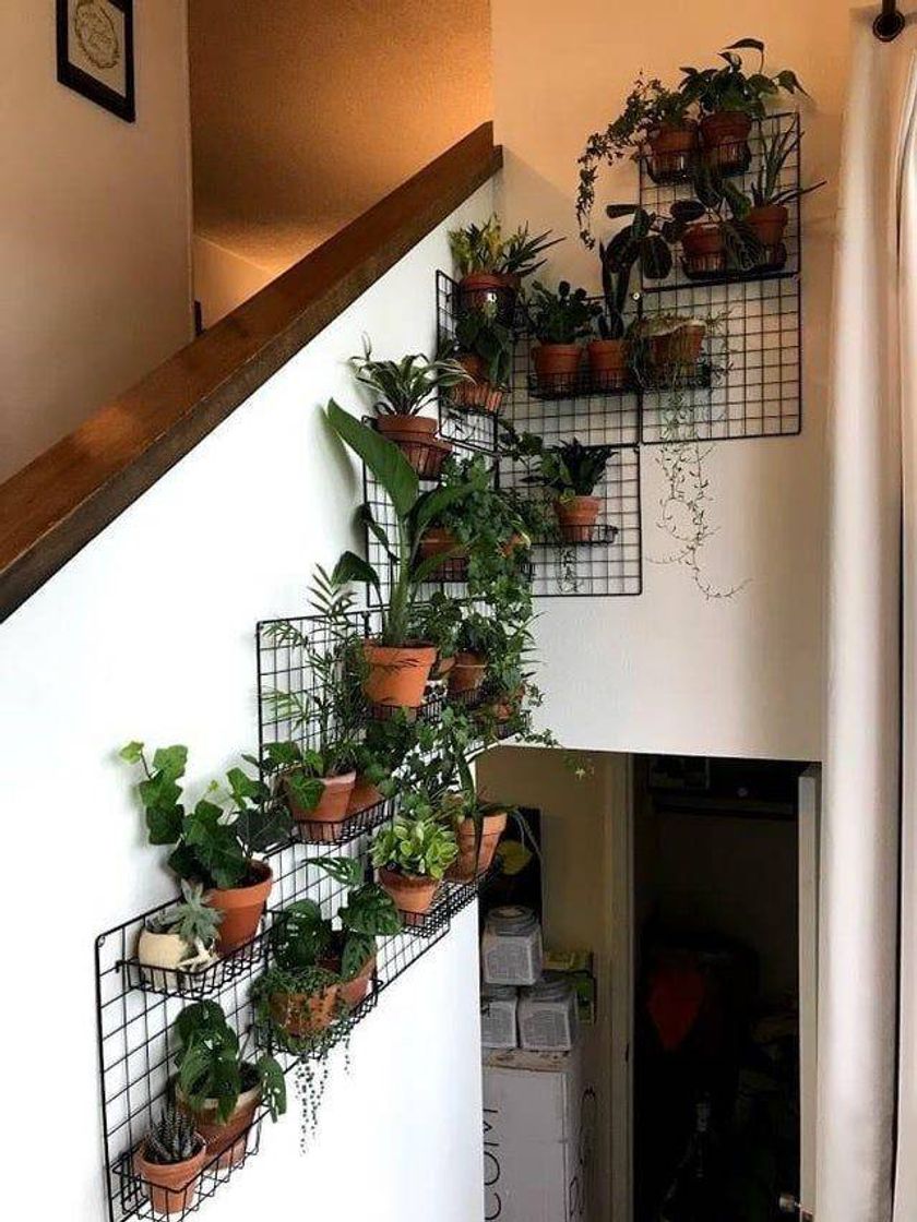 Fashion Plantas em casa