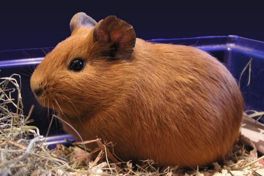 Cavia porcellus - Wikipedia, la enciclopedia libre