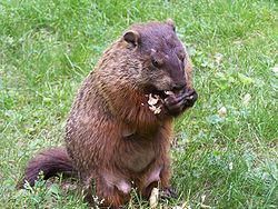 Marmota - Wikipedia, la enciclopedia libre