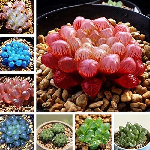 Social 50/100 pcs Semillas Suculentas Haworthia Cooperi Truncata Semillas de Bonsai Plantas Mixtas