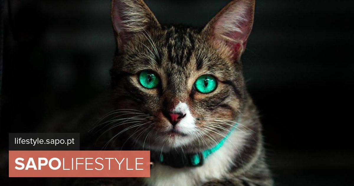 Social Gatos: descubra o poder mágico do seu animal de acordo com a ...
