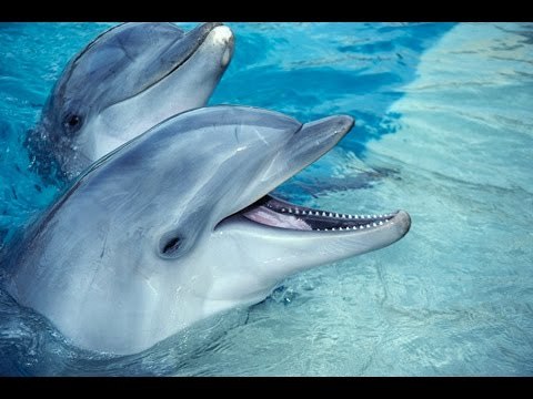 Fashion DELFINES SALVAJES | Grandes documentales - YouTube