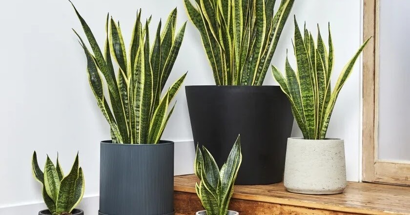 Product sansevieria trifasciata