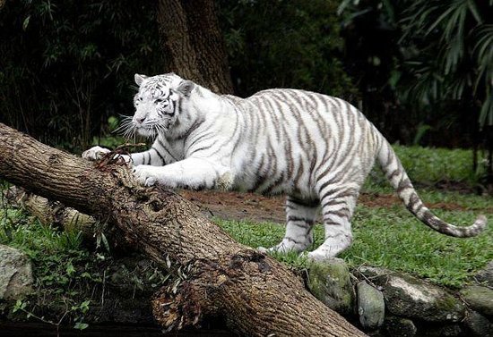 Place Zoológico de São Paulo