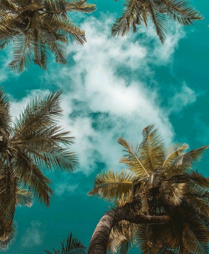Social 🌴