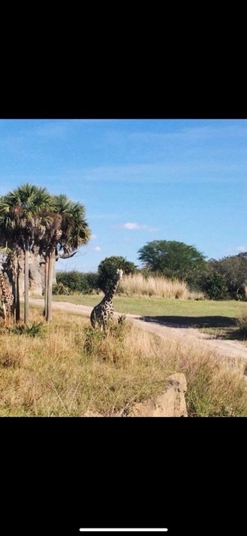 Place Animal Kingdom