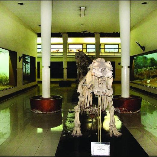 Museu de História Natural