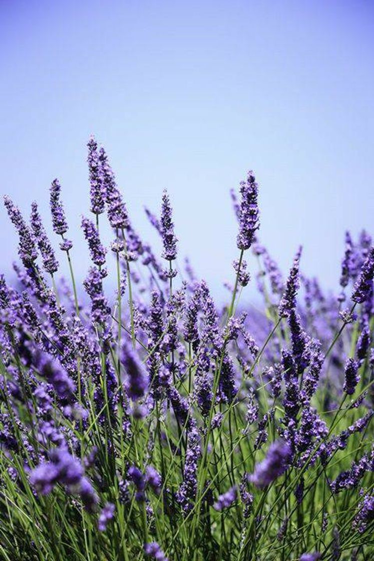 Fashion Lavanda