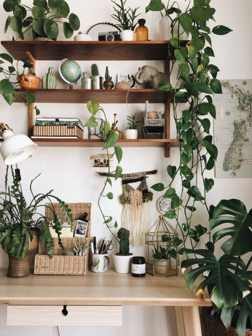 Fashion Plantinhas para casa 🌿