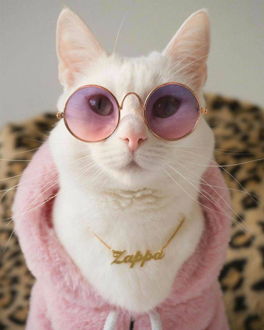 Fashion Cat