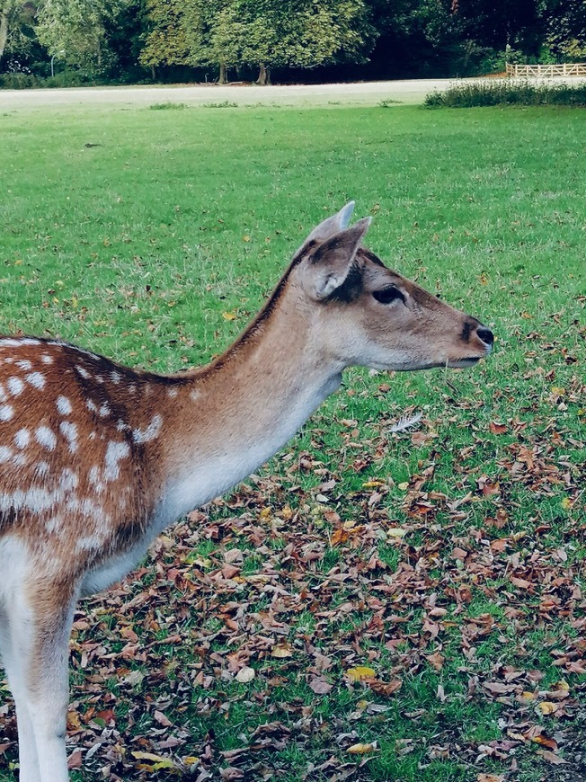 Place Lindenthaler Tierpark