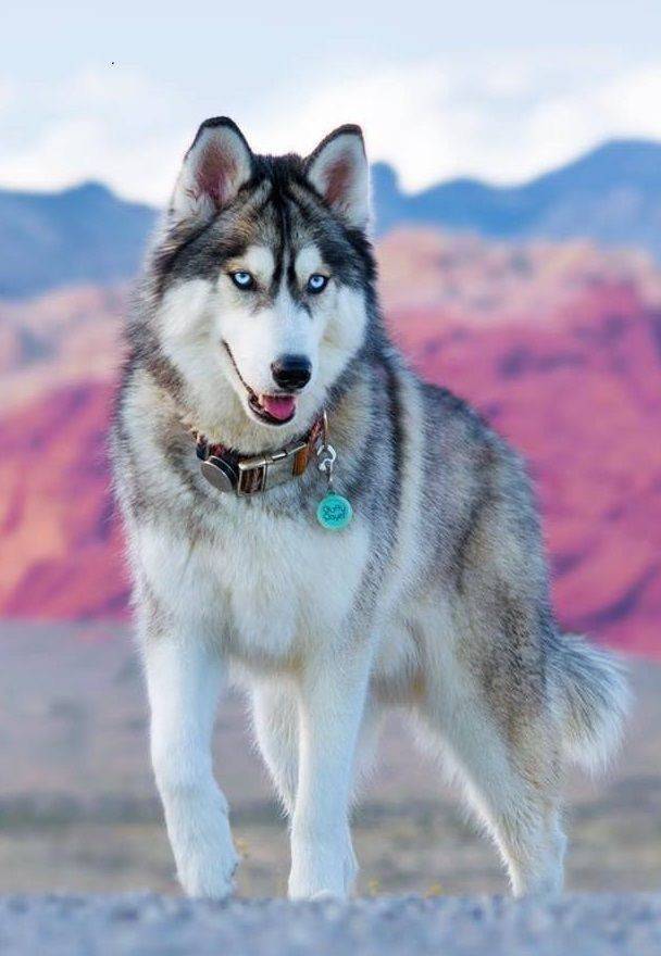 Fashion Sonho Husky Siberiano❤