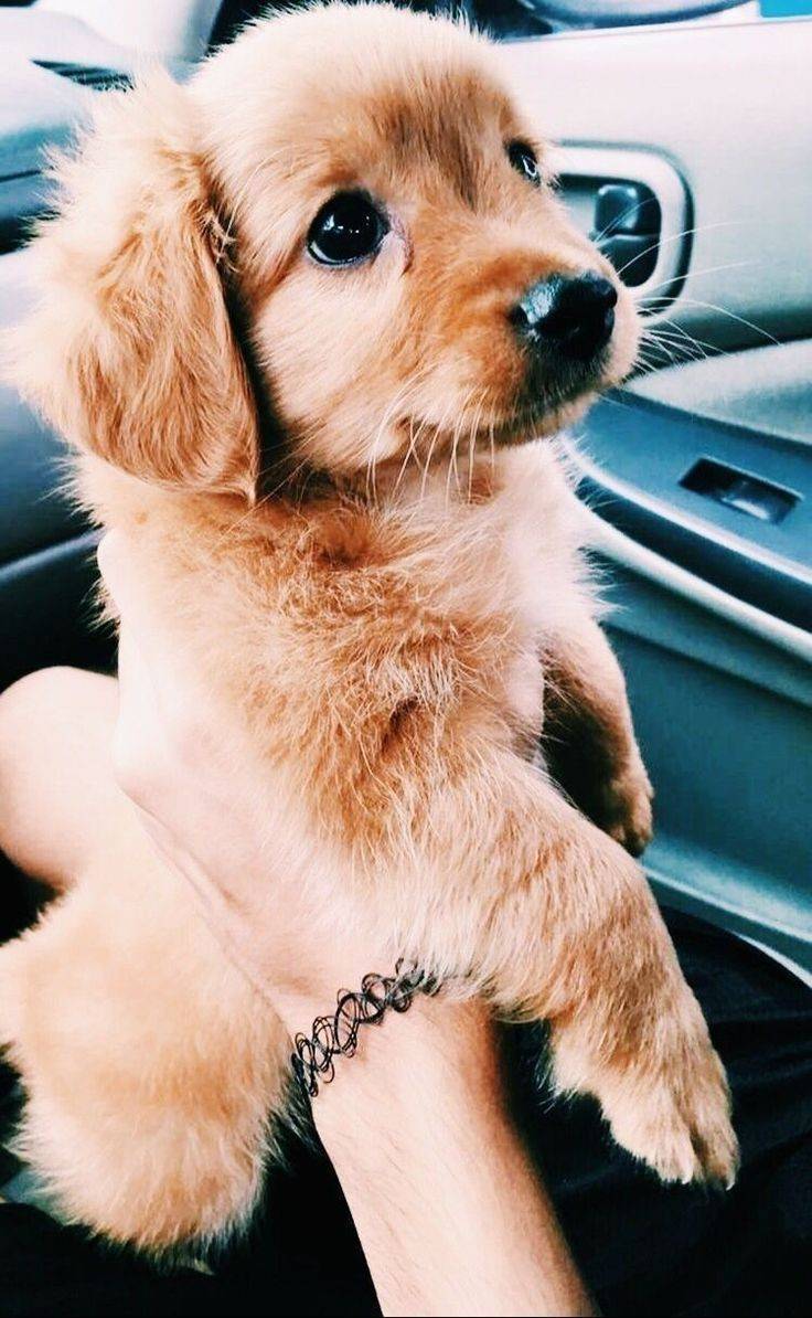 Fashion Sonho Golden Retriever😍