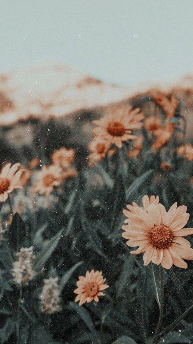 Social 🌼🌻