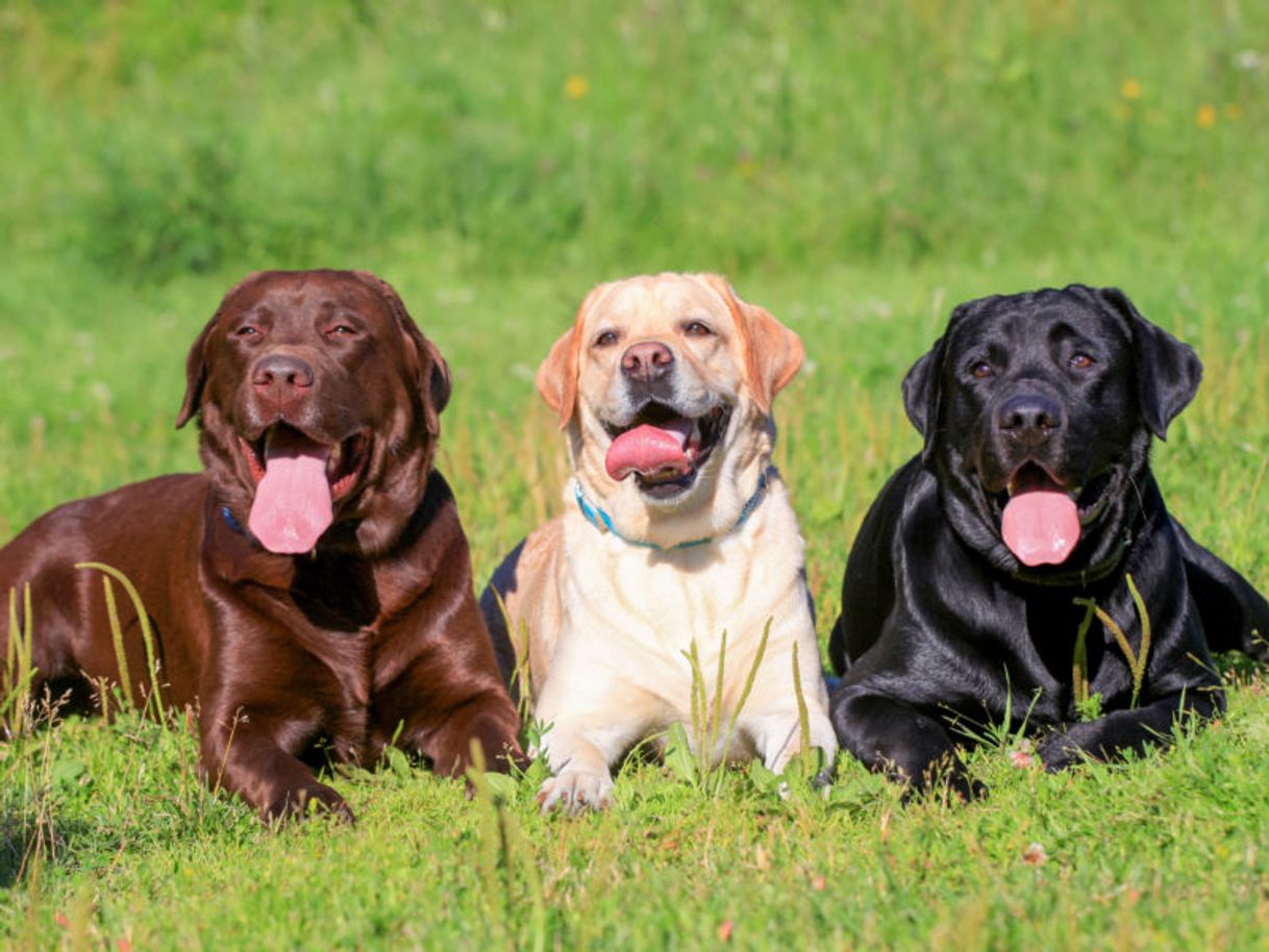 Moda Labrador retriever