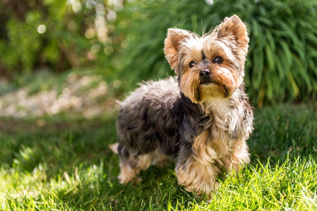 Fashion Yorkshire Terrier