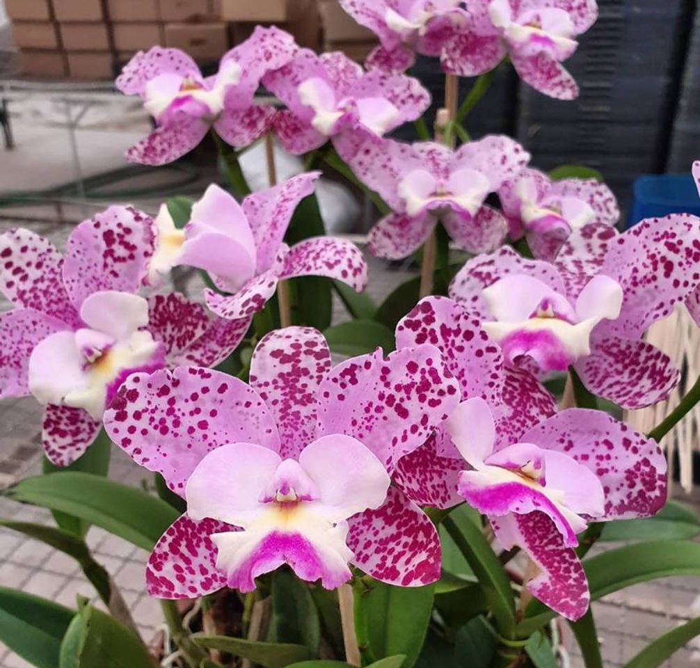 Orquídeas Cattleya