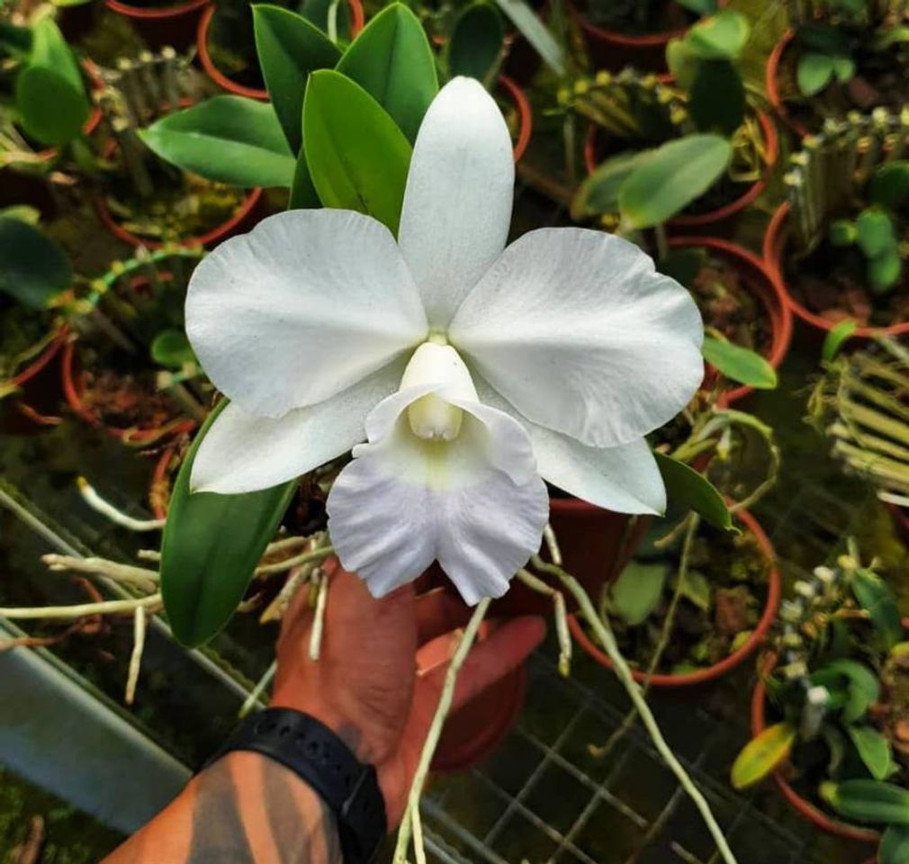 Orquídeas Cattleya