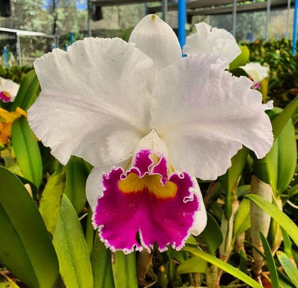 Fashion Orquídeas Cattleya