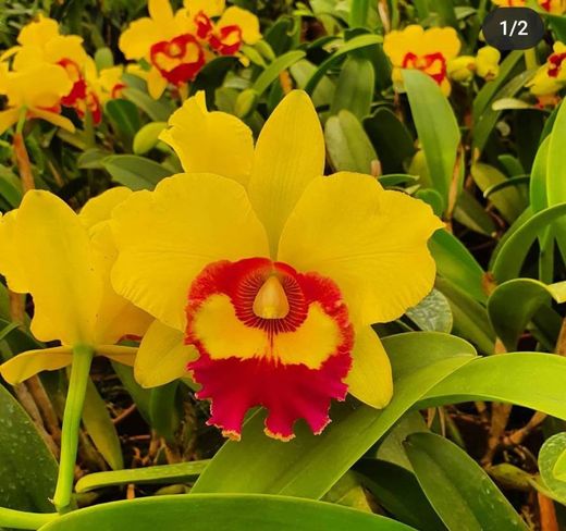 Orquídeas Cattleya