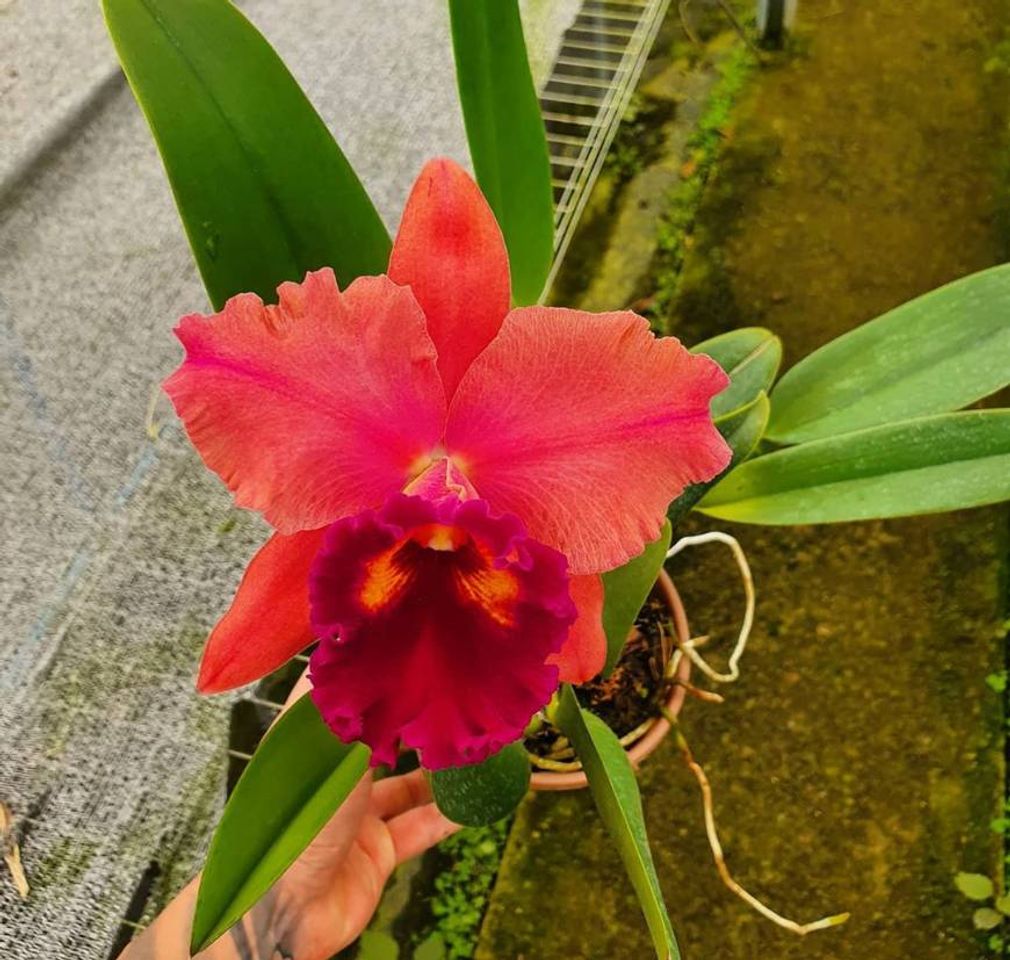 Fashion Orquídeas Cattleya