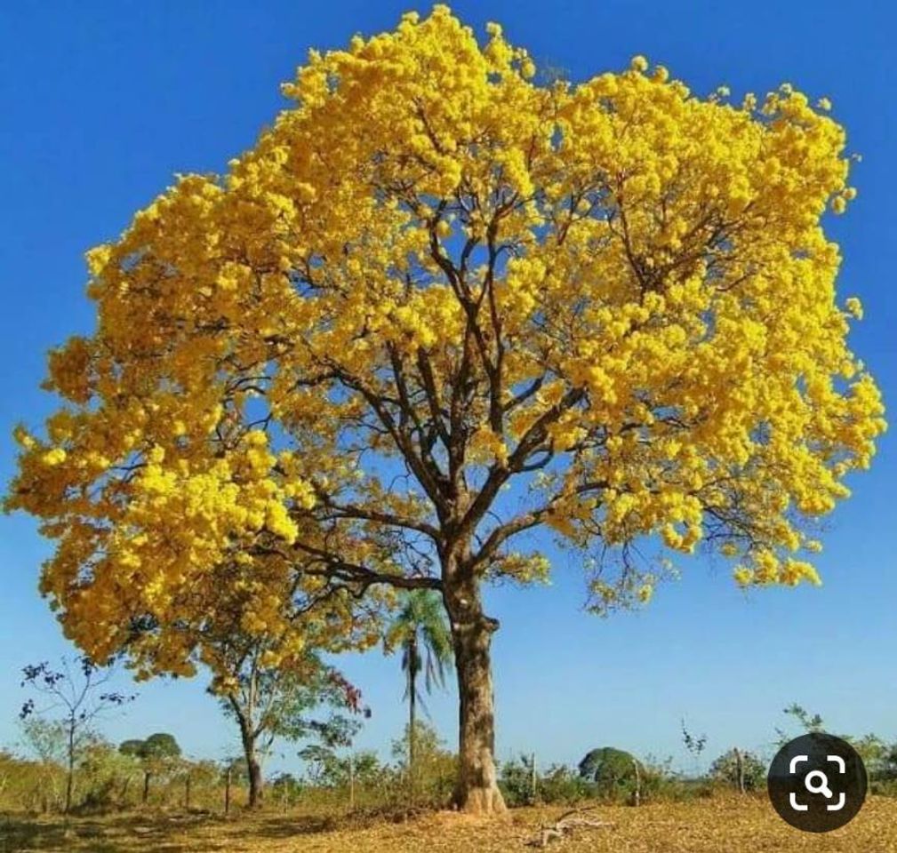 Fashion Feliz dia da árvore!❣️🌳