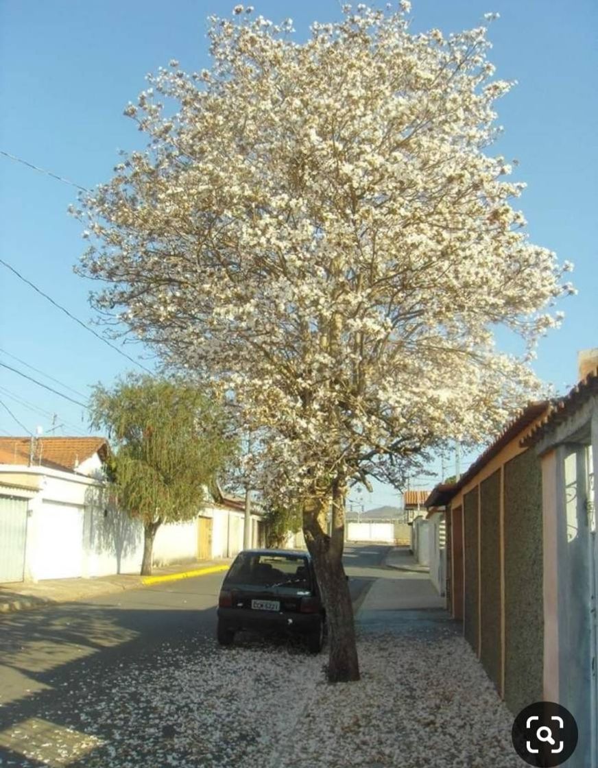 Moda Ypê Branco