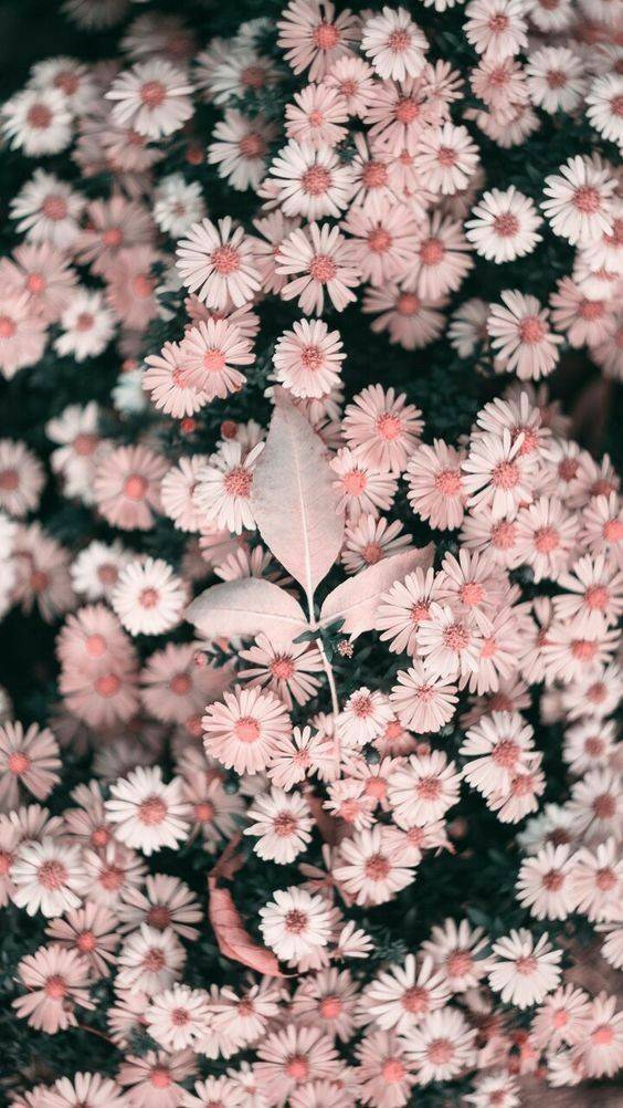  🌸🌸