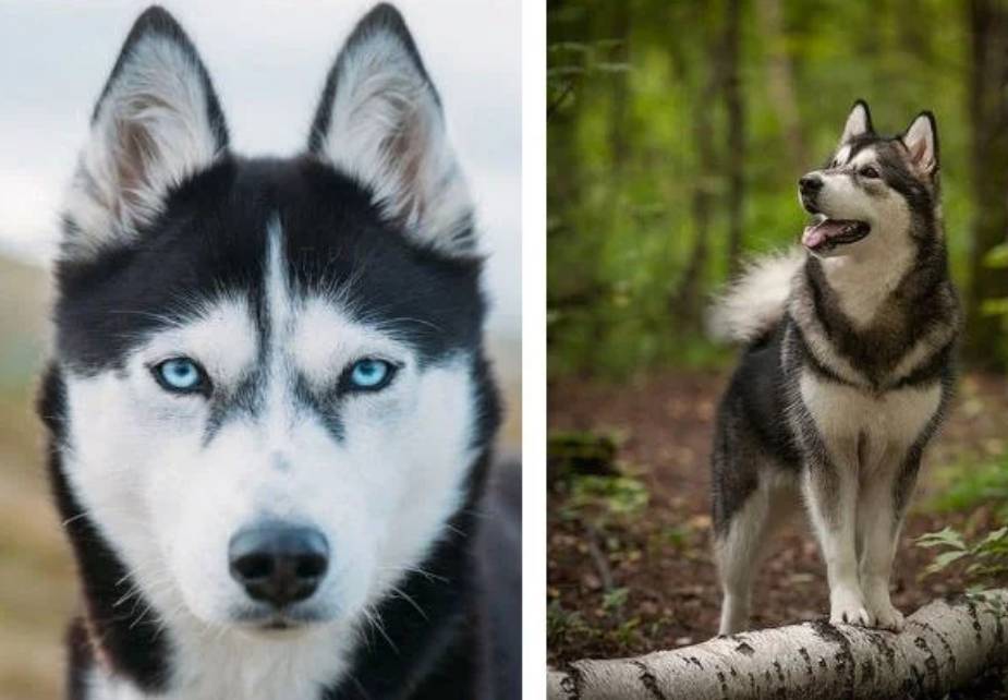 Moda Husky siberiano