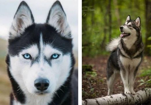 Husky siberiano