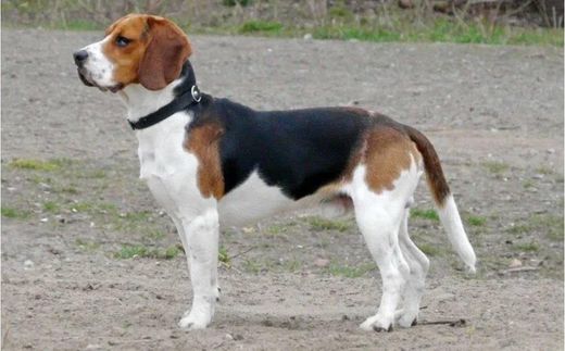 Beagle