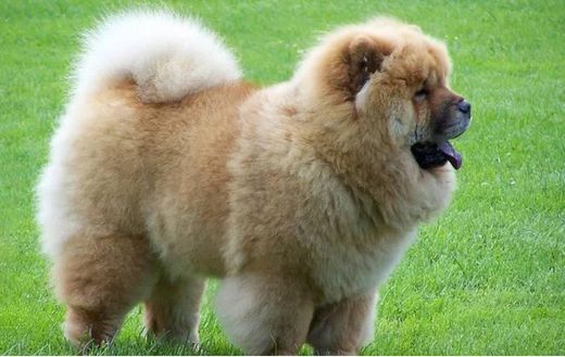 Chow chow