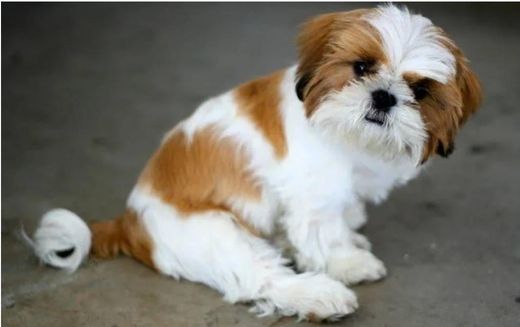 Shi Tzu