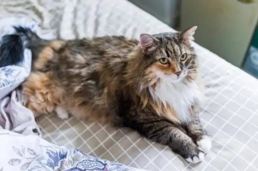 Fashion Maine coon