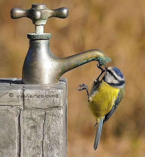 Pássaro bebendo água na torneira