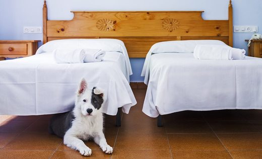 Viajar con perros | Hoteles que admiten mascotas en toda España