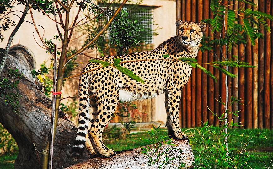 Zoológico de Lisboa
